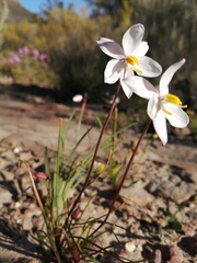 Cyanella alba minor