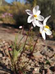 Cyanella alba minor
