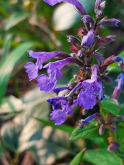 Nepeta grandiflora