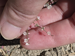 Eriogonum apiculatum