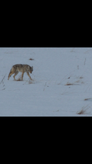 Canis latrans