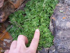 Osmitopsis dentata