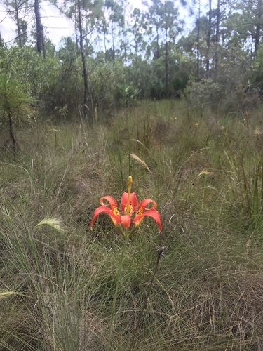 Lilium catesbaei image