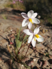 Cyanella alba minor