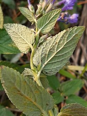 Nepeta grandiflora