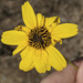 Slender Sunflower - Photo (c) Colin Barrows, some rights reserved (CC BY-NC), uploaded by Colin Barrows