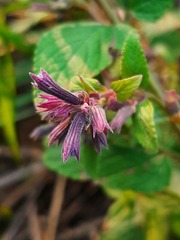 Nepeta grandiflora