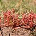 Crassula vaillantii - Photo (c) François-Xavier Taxil, some rights reserved (CC BY-NC), uploaded by François-Xavier Taxil