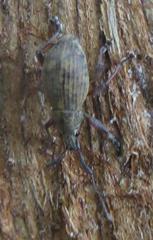 Sciobius