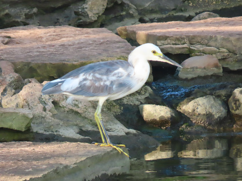 Little Blue Heron × Snowy Egret photographed in Illinois
