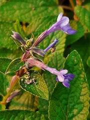 Nepeta grandiflora