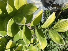 Polygonatum odoratum pluriflorum
