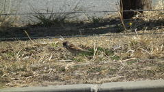 Passer domesticus indicus