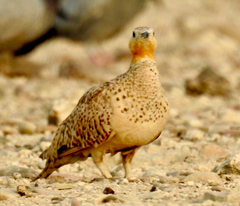 Pterocles senegallus