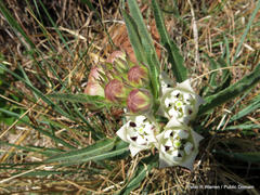 Pachycarpus schinzianus