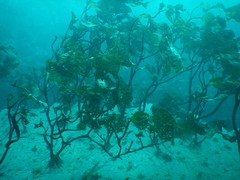 Lessonia searlesiana