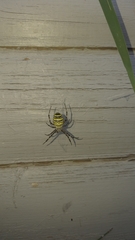 Argiope bruennichi