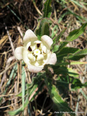 Pachycarpus schinzianus