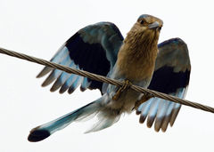 Coracias benghalensis