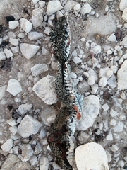 Psammophis leightoni
