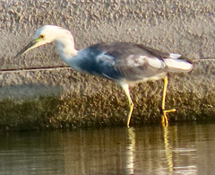 Egretta caerulea × thula