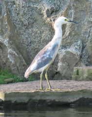 Egretta caerulea × thula