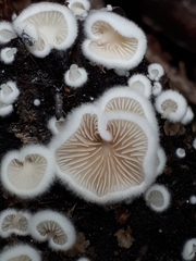 Crepidotus versutus