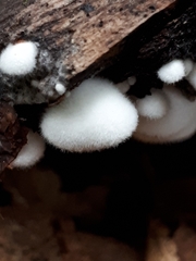 Crepidotus versutus
