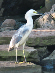 Egretta caerulea × thula