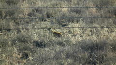 Cynictis penicillata penicillata