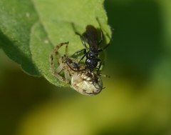 Anoplius caviventris