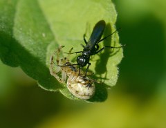 Anoplius caviventris