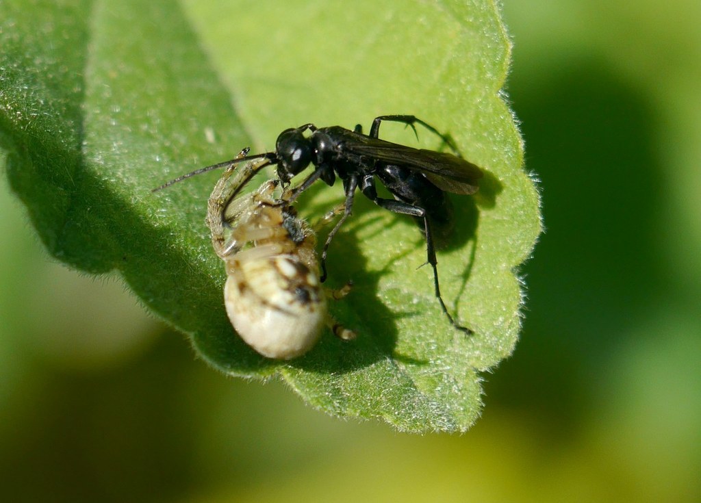 Anoplius caviventris