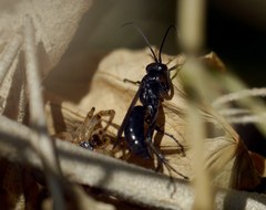 Anoplius caviventris