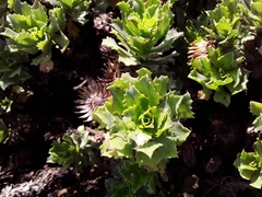 Haplopappus foliosus