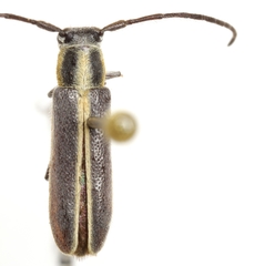 Mecas marginella