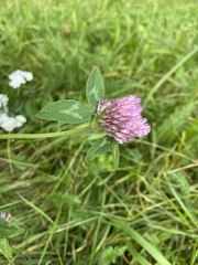 Trifolium pratense