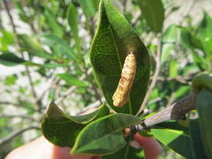 Acraea petraea