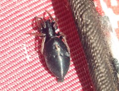 Aphantaulax trifasciata