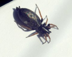 Aphantaulax trifasciata