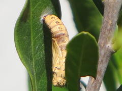 Acraea petraea