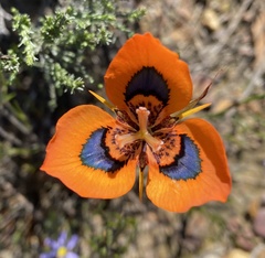 Moraea tulbaghensis