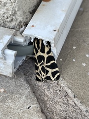 Apantesis incorrupta