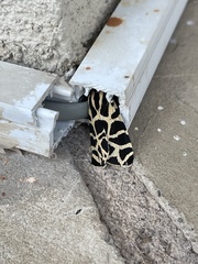 Apantesis incorrupta