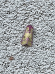 Psectrotarsia suavis