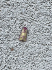 Psectrotarsia suavis