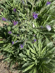 Echium vulgare