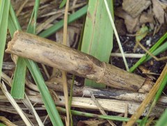 Anoplius caviventris