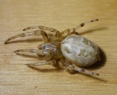 Anoplius caviventris