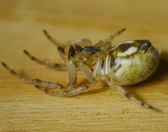 Anoplius caviventris